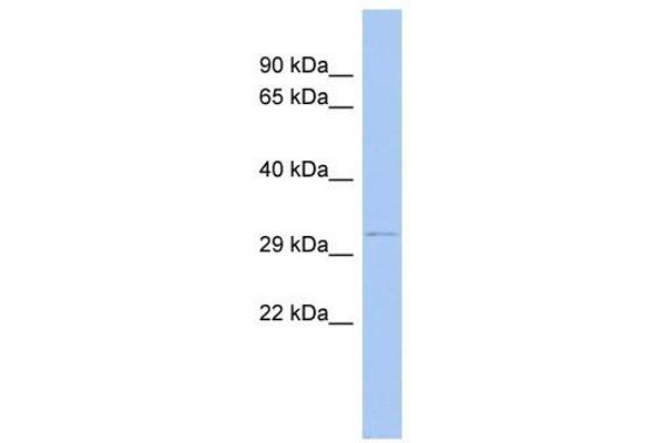 ODF4 antibody  (N-Term)