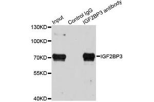 Immunoprecipitation analysis of 100ug extracts of HepG2 cells using 3ug IGF2BP3 antibody (ABIN6293021). (IGF2BP3 antibody)