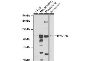 Western Blotting (WB) image for anti-Influenza Virus NS1A Binding Protein (IVNS1ABP) (AA 1-300) antibody (ABIN1680538)