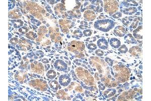 WWP2 antibody was used for immunohistochemistry at a concentration of 4-8 ug/ml to stain Epithelial cells of renal tubule (arrows) in Human Kidney. (WWP2 antibody  (Middle Region))