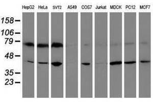 Image no. 2 for anti-Crystallin, Zeta, Homolog antibody (ABIN1497655) (CRYZL1 antibody)