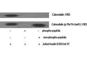 Western Blot analysis of various cells using Calmodulin Polyclonal Antibody diluted at 1:2000. (Calmodulin 1 antibody)