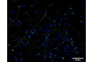 Indirect immunostaining of PFA fixed human IPSC derived neurons (developmental stage N36, dilution 1 : 500; green). (Nestin antibody)