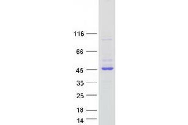 GNAI1 Protein (Myc-DYKDDDDK Tag)