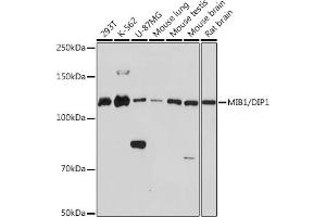 Western blot analysis of extracts of various cell lines, using MIB1/DIP1 Rabbit mAb (ABIN1682649, ABIN3017759, ABIN3017760 and ABIN7101523) at 1:1000 dilution. (MIB1 antibody)