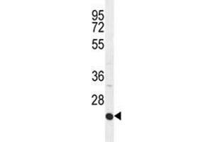 ICAM2 antibody western blot analysis in HepG2 lysate. (ICAM2 antibody  (AA 191-218))