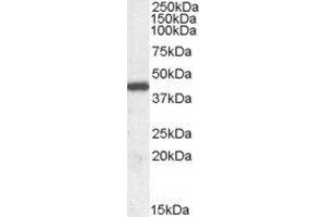 ABIN2563417 (0. (ILF2 antibody  (Internal Region))
