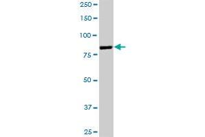 GSN MaxPab polyclonal antibody. (Gelsolin antibody  (AA 1-782))