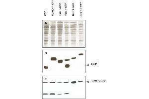 Immunoblot of Urm1 fusion protein. (Urm1 antibody)