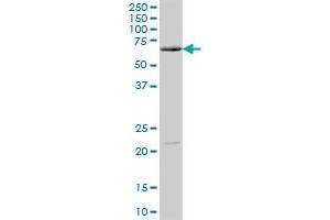 MLPH MaxPab polyclonal antibody. (Melanophilin antibody  (AA 1-600))