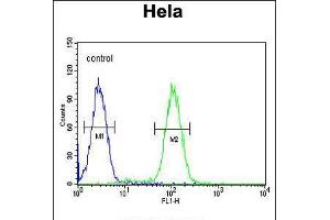 Flow cytometric analysis of Hela cells (right histogram) compared to a negative control cell (left histogram). (PLA2G16 antibody  (C-Term))