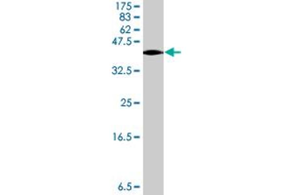 SEMA3B antibody  (AA 651-748)