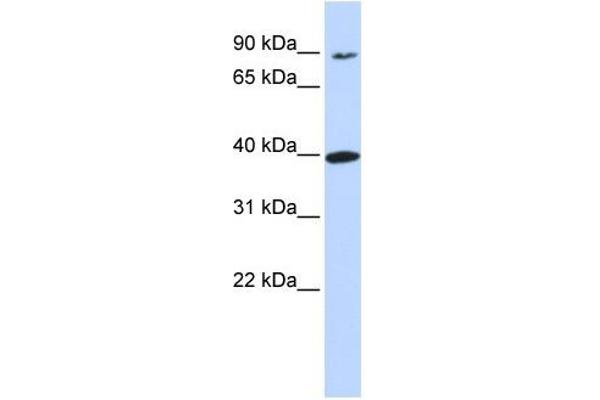 OR11H12 antibody  (N-Term)