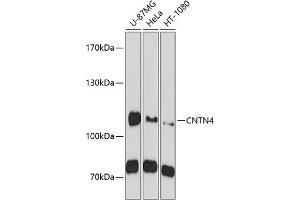 Western blot analysis of extracts of various cell lines, using CNTN4 antibody  at 1:1000 dilution. (Contactin 4 antibody  (AA 448-697))