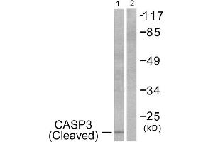 Western Blotting (WB) image for anti-Caspase 3 (CASP3) (Cleaved-Asp175) antibody (ABIN1853450) (Caspase 3 antibody  (Cleaved-Asp175))