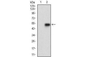 Western blot analysis using SMCP mAb against HEK293 (1) and SMCP (AA: 1-116)-hIgGFc transfected HEK293 (2) cell lysate. (SMCP antibody  (AA 1-116))