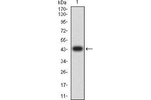 Western blot analysis using MAPK9 mAb against human MAPK9 (AA: 227-382) recombinant protein. (JNK2 antibody  (AA 227-382))