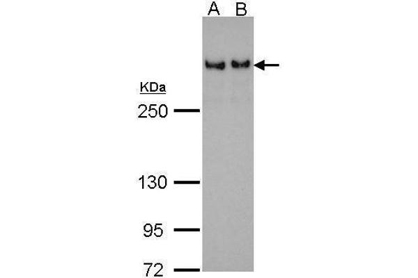 TP53BP1 antibody  (N-Term)