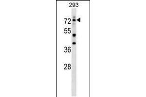 Western blot analysis in 293 cell line lysates (35ug/lane). (DEAF1 antibody  (C-Term))