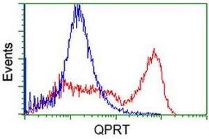 HEK293T cells transfected with either RC202960 overexpress plasmid (Red) or empty vector control plasmid (Blue) were immunostained by anti-QPRT antibody (ABIN2453566), and then analyzed by flow cytometry. (QPRT antibody)