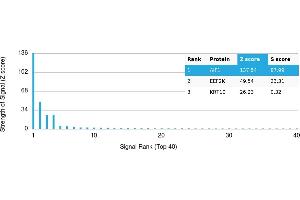 Protein Array (PAr) image for anti-Ionized Calcium-binding Adapter Molecule 1 (IBA1) antibody (ABIN7456194) (Iba1 antibody)