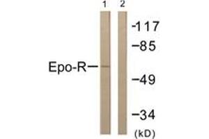 Western Blotting (WB) image for anti-Erythropoietin Receptor (EPOR) (AA 341-390) antibody (ABIN2888831) (EPOR antibody  (AA 341-390))