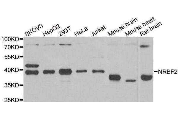 NRBF2 antibody  (AA 10-220)