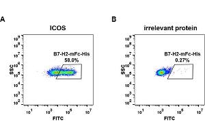 cell line transfected with irrelevant protein  (B) and human ICOS  (A) were surface stained with Human B7-H2, mFc-His tagged protein (ABIN6961102, ABIN7042233 and ABIN7042234) 1 μg/mL followed by Alexa 488-conjugated anti-mouse IgG secondary antibody. (ICOSLG Protein (AA 19-256) (mFc-His Tag))