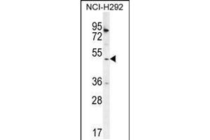 Western blot analysis in NCI-H292 cell line lysates (35ug/lane). (SH2D4A antibody  (N-Term))