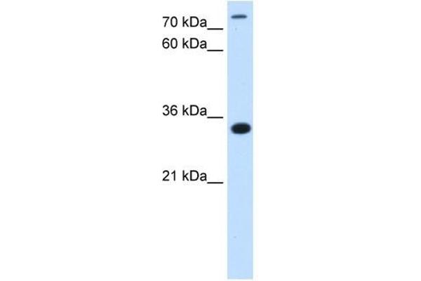 TAM41 antibody  (N-Term)