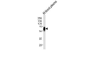Western blot analysis of lysate from human blood plasma tissue lysate, using SERPINA6 Antibody at 1:1000 at each lane. (SERPINA6 antibody  (AA 197-225))