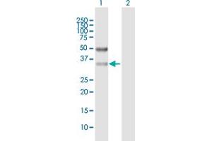 Western Blot analysis of SFXN3 expression in transfected 293T cell line by SFXN3 MaxPab polyclonal antibody. (SFXN3 antibody  (AA 1-325))