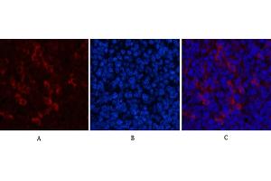 Immunofluorescence analysis of mouse spleen tissue. (beta Catenin antibody)