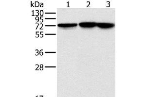 Western Blot analysis of Raji, Jurkat and hela cell using NDUFS1 Polyclonal Antibody at dilution of 1:800 (NDUFS1 antibody)