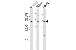 Western Blot at 1:2000 dilution Lane 1: mouse testis lysates Lane 2: mouse liver lysates Lane 3: NIH/3T3 whole cell lysates Lysates/proteins at 20 ug per lane. (MLKL antibody  (C-Term))