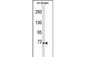 Mouse Rps6ka1 Antibody (C-term) (ABIN1537469 and ABIN2849051) western blot analysis in mouse brain tissue lysates (35 μg/lane). (RPS6KA1 antibody  (C-Term))