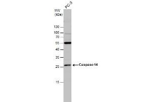 WB Image Caspase 14 antibody detects Caspase 14 protein by western blot analysis. (CASP14 antibody  (C-Term))