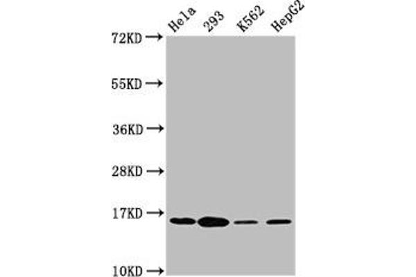 H2AFX antibody  (pSer139)