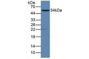 Figure. (CD19 antibody  (AA 19-287))