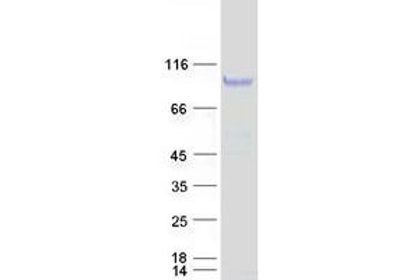 TCTN2 Protein (Transcript Variant 1) (Myc-DYKDDDDK Tag)