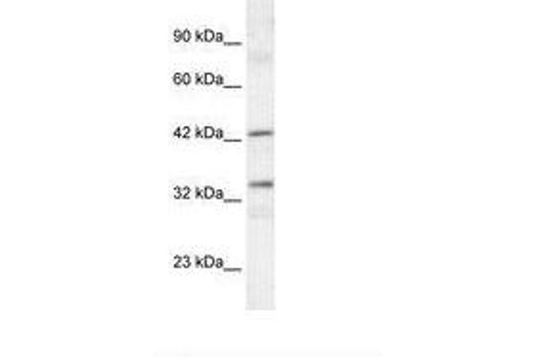 TAF1A antibody  (C-Term)