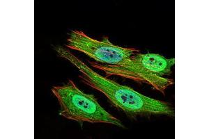 Immunofluorescence analysis of Hela cells using PON1 mouse mAb (green). (PON1 antibody  (AA 20-155))