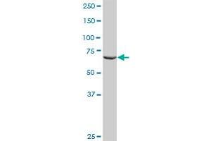 RALBP1 MaxPab rabbit polyclonal antibody. (RALBP1 antibody  (AA 1-655))