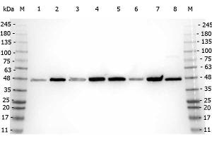 beta Amyloid antibody (N-Term)