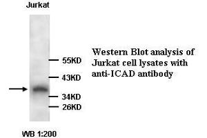 Image no. 1 for anti-DNA Fragmentation Factor, 45kDa, alpha Polypeptide (DFFA) antibody (ABIN790878) (DFFA antibody)