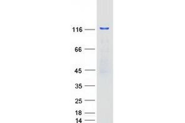 PUM2 Protein (Myc-DYKDDDDK Tag)