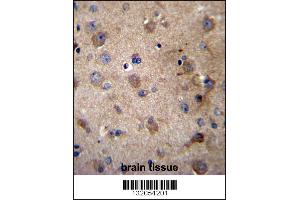 SERPINE2 Antibody immunohistochemistry analysis in formalin fixed and paraffin embedded human brain tissue followed by peroxidase conjugation of the secondary antibody and DAB staining. (SERPINE2 antibody  (AA 106-135))