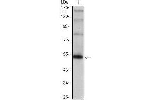 Western Blot showing FOXP3 antibody used against FOXP3 (AA: 2-193)-hIgGFc transfected HEK293 cell. (FOXP3 antibody)