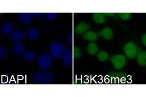 Immunofluorescence (IF) image for anti-Histone 3 (H3) (H3K36me3) antibody (ABIN1873005) (Histone 3 antibody  (H3K36me3))