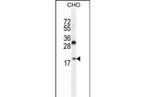 RPL27A Antibody (C-term) (ABIN654891 and ABIN2844541) western blot analysis in CHO cell line lysates (35 μg/lane). (RPL27A antibody  (C-Term))